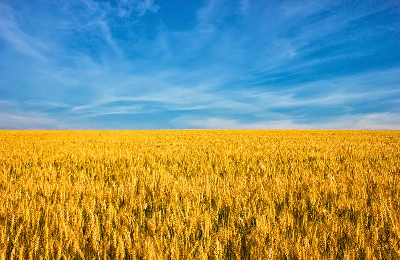 Cseh képviselő az ukrán gabonaexport akadályozásáért küzd