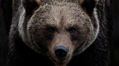 Medve, amely olasz nőt ölt meg, Németországba kerül