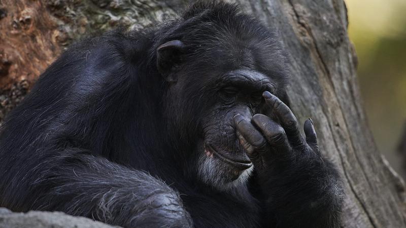 Csimpánz anya hónapok óta őrzi elhunyt kölykét Spanyolországban