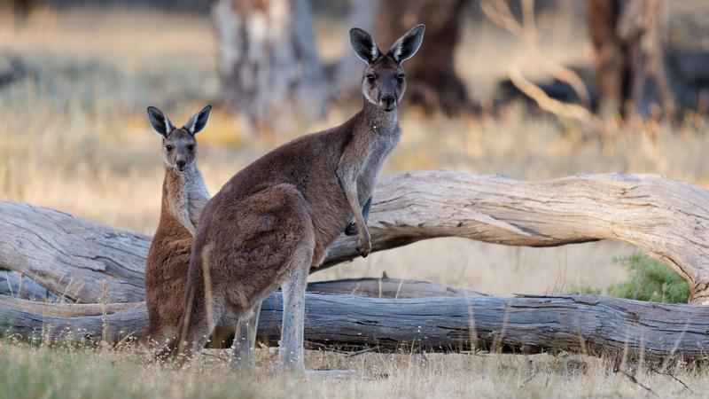 Több mint 80 kenguru brutális megölése borzolja Ausztrália kedélyeit