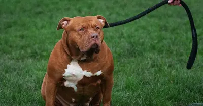Írország betiltja az amerikai bully XL kutyafajtát a közbiztonság érdekében