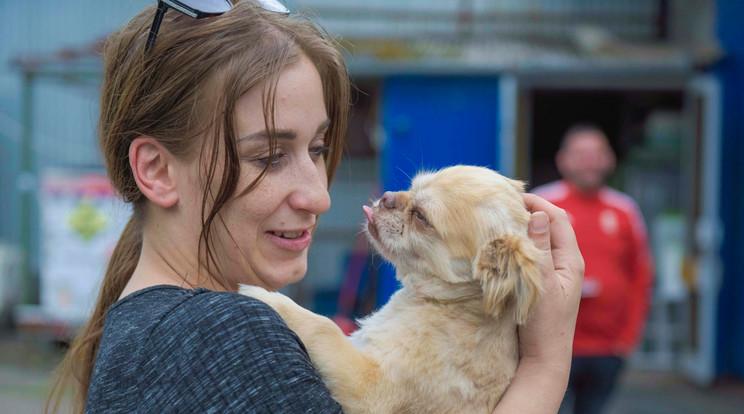 Malac, a kutyatolvaj által megmentett si-cu-mopsz keverék története