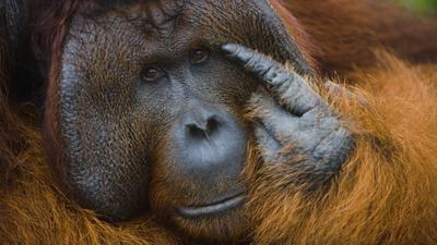 Szumátrai orangután gyógynövényekkel gyógyítja saját sebét
