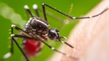 Szúnyoggyérítés kezdődik kilenc vármegyében ezen a héten