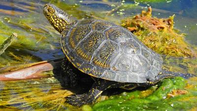 Mit tegyen, ha teknőst talál? Útmutató a mocsári teknősök védelmében