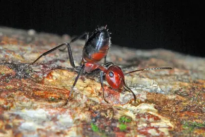A Colobopsis explodnes hangyák önfeláldozó védekezése