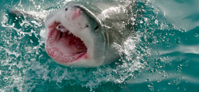 Új kutatások a nagy fehér cápák alkalmazkodó képességéről