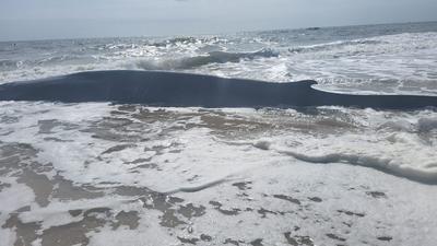 Legyengült barázdásbálna sodródott partra Delaware államban