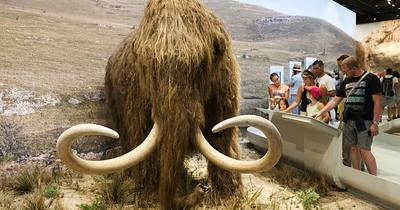 A Vrangel-szigeti mamutok kihalásának új magyarázata