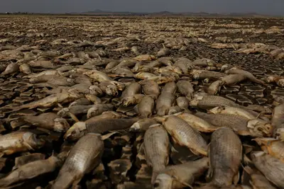 Tömeges halpusztulás Mexikóban: Chihuahua államot sújtja az aszály