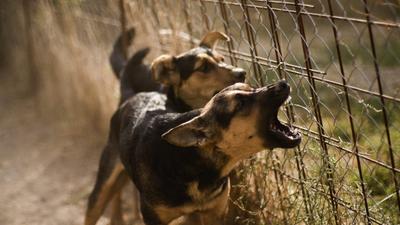 Hokiütővel támadt a kutyák gazdájára Kiskunhalason