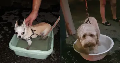 Büntetőeljárás indult egy állatorvos ellen, aki a felforrósodott autójában felejtette a kutyáit