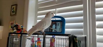 Papagájok az élő videóchatet részesítik előnyben a felvételekkel szemben
