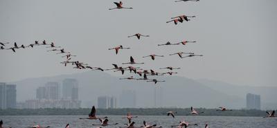 Tragédia Mumbaiban: Utasszállító repülőgép ütközött flamingókkal