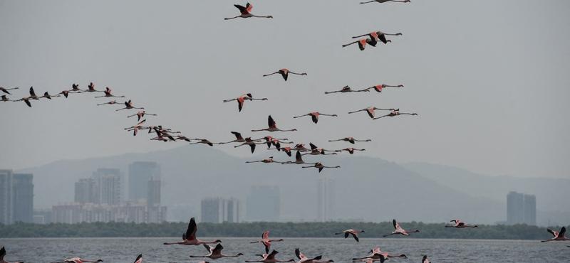 Tragédia Mumbaiban: Utasszállító repülőgép ütközött flamingókkal