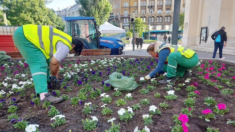 A Deák téri virágültetés komplikációkat szült Budapest szívében