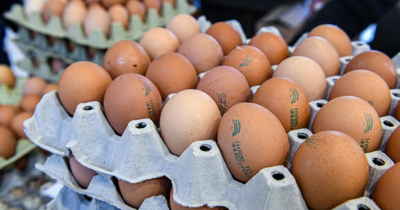 Olcsó külföldi tojások veszélyeztetik a hazai piacot