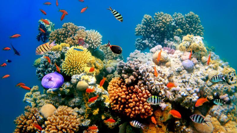 Holland állatkertben tenyésztett korallok kerültek az akváriumokba