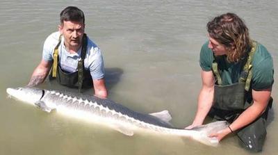 Magyar horgász rekordméretű, 65 kilós tokhalat fogott