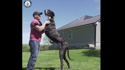 Kevin, a rekordmagasságú dán dog lett a világ legmagasabb kutyája