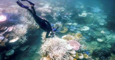 Globális koralfehéredés: a tengeri élet létfontosságú alapjai veszélyben