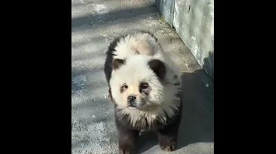 Botrány egy kínai állatkertben: kutyákat mutattak be pandaként