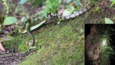 Ritka kígyófajt azonosítottak Tibetben a tudósok