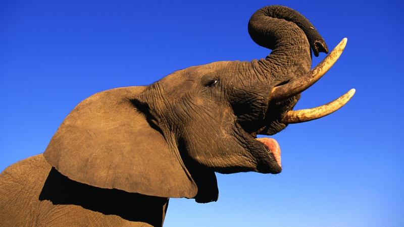 Az elefánt viszketésének meglepő megoldása egy friss videón