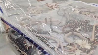 Férfi próbált száz élő kígyót csempészni nadrágjában Kínába