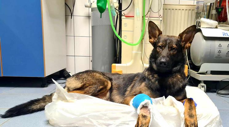 Menhelyi kutyából a rendőrség sztárja lett Delon
