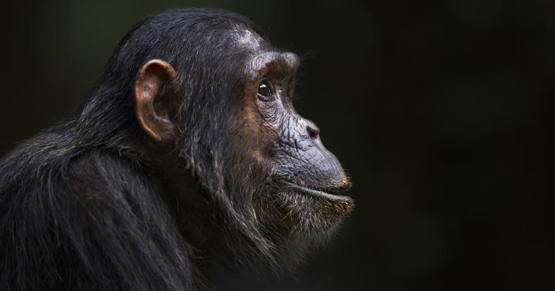 Tragédia az Edinburgh-i Állatkertben: meghalt Rene, a kedvelt csimpánz