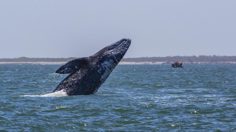 A szürke bálnák testhossza csökken, és ez gondot jelent