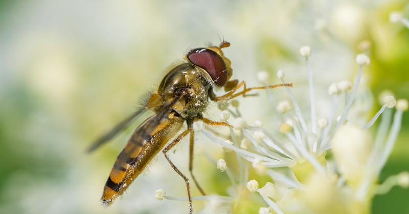 17 millió rovar vándorol át egy francia-spanyol hágón minden ősszel