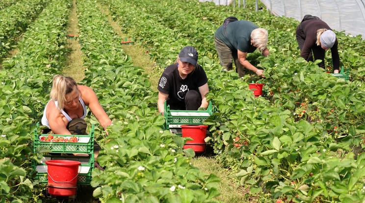 A nyári idénymunkák szabályai és lehetőségei a nagyító alatt