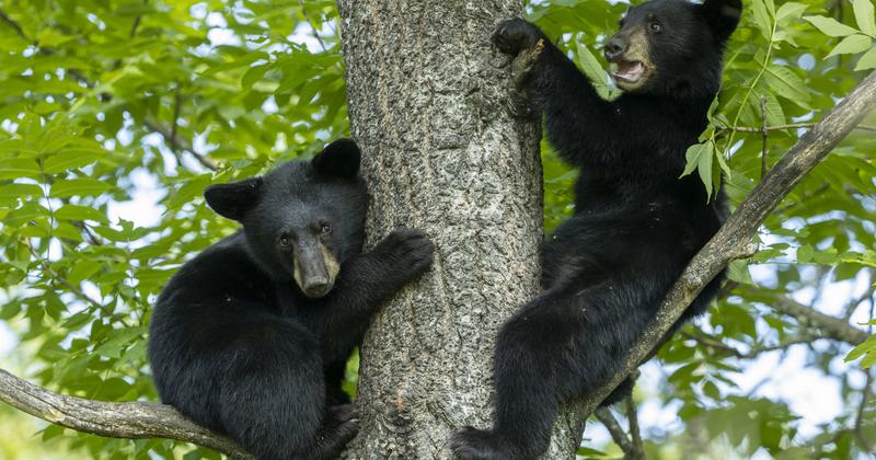 Emberek medvebocsokkal szelfiztek Észak-Karolinában, problémák adódtak