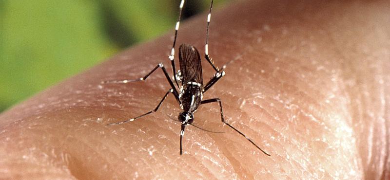 A hazai dalos szúnyog a nyugat-nílusi láz terjesztője lehet Magyarországon