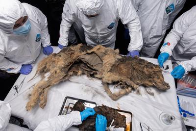 44 ezer éves fagyott farkas boncolásával nyernek betekintést ősei életébe