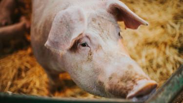 Kína vizsgálja az EU-s sertéshúsimportot: Válasz az EU vámintézkedéseire