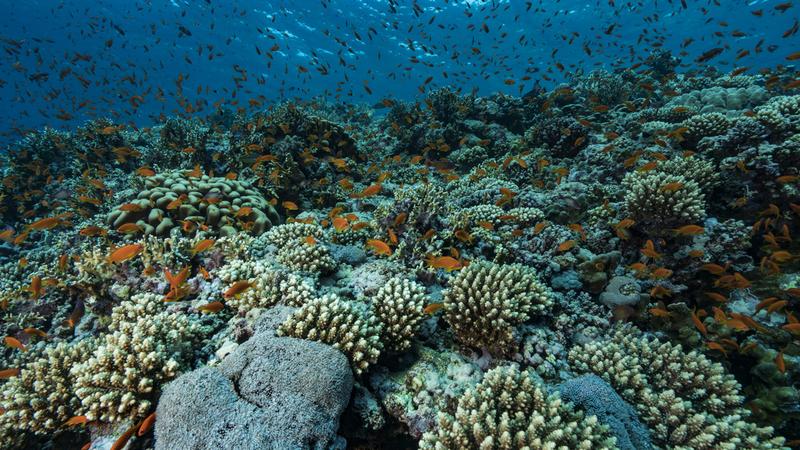 A korallok teliholdkor rendezett szaporodási bulija életfontosságú