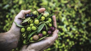 Az olívaolaj piacának kihívásai 2023-ban: Fenntarthatóság a fókuszban