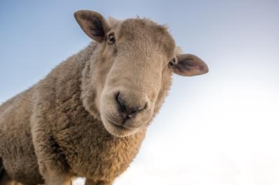 Birkák a város szívében: a Tétényi-fennsík természetvédelmi megújulása