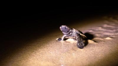 Több száz teknősfióka sodródott partra Fokváros térségében viharok miatt