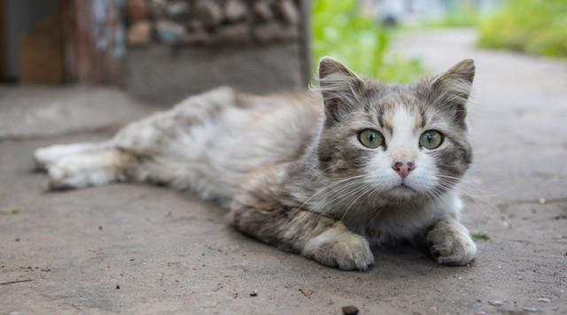 Légpuskás támadások Szadán: macskák sérülnek meg