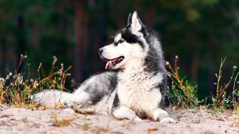 Halálos husky-támadás Tennessee államban, hathetes kisfiú az áldozat