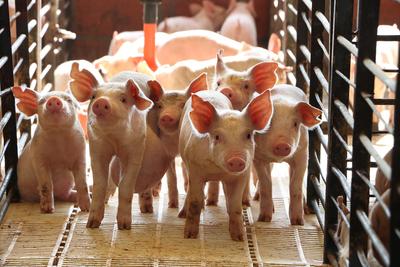 Kína válaszul sertéshús-vámokkal sújthatja az EU-t