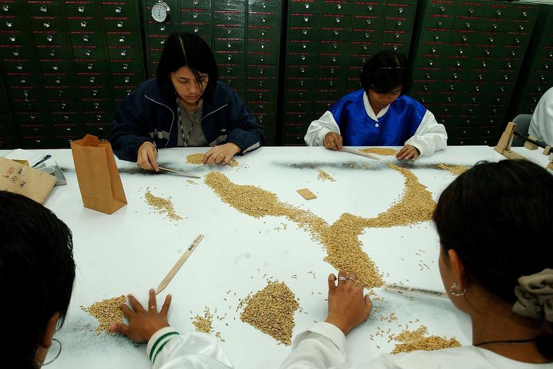 A Fülöp-szigeteki bíróság betiltotta a génmódosított arany rizs termesztését