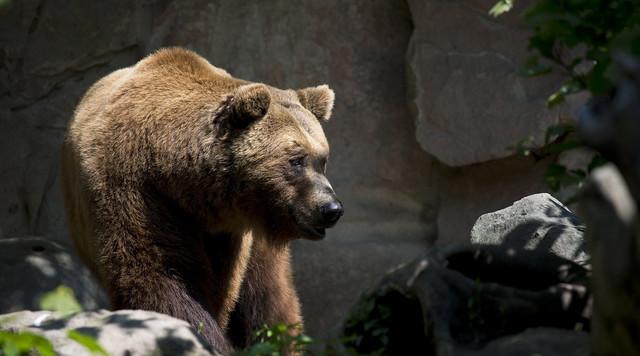 Román parlament döntött a medvepopuláció ritkításáról a tragédia után
