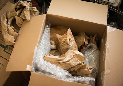 Amerikai házaspár véletlenül postára adta a macskáját egy Amazon csomagban