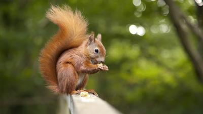 Vörös mókusok okozhatták a lepra terjedését középkori Angliában