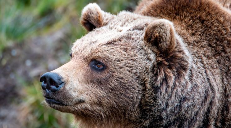 71 éves állatgondozóra találtak egy medvetámadás után Romániában